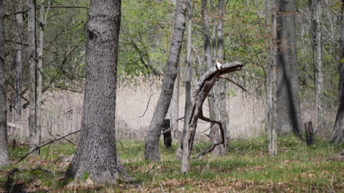 2022-05-08 Spring Garden Natural Area - Windsor Ontario