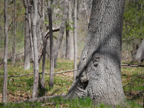 2022-05-08 Spring Garden Natural Area - Windsor Ontario